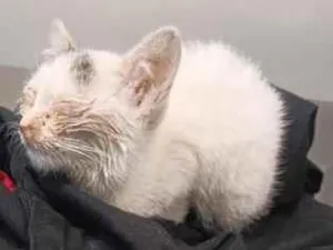 Gato raça SRD-ViraLata idade Abaixo de 2 meses nome Clara