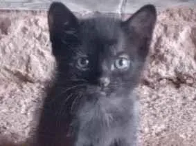 Gato raça SRD-ViraLata idade 2 a 6 meses nome Pantera