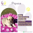 Peposa