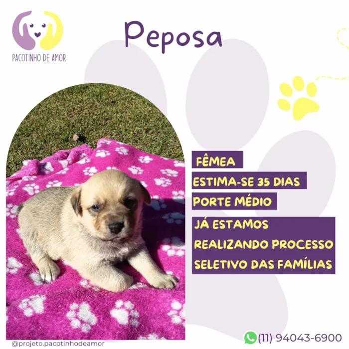 Cachorro raça SRD-ViraLata idade Abaixo de 2 meses nome Peposa