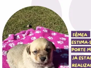 Cachorro raça SRD-ViraLata idade Abaixo de 2 meses nome Peposa