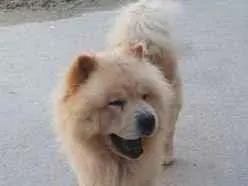 Cachorro raça SRD-ViraLata idade 4 anos nome Fred