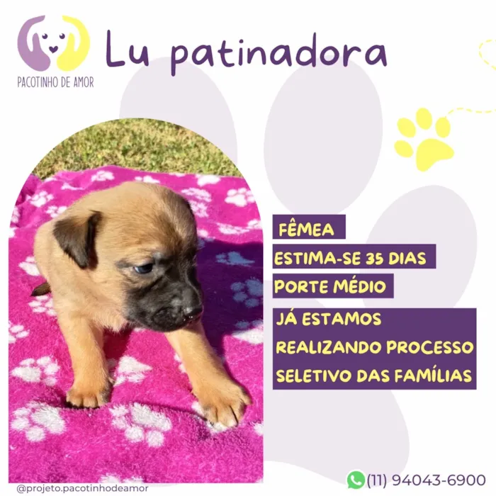 Cachorro raça SRD-ViraLata idade Abaixo de 2 meses nome Lu patinadora