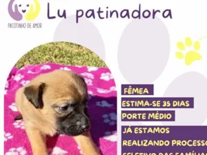 Cachorro raça SRD-ViraLata idade Abaixo de 2 meses nome Lu patinadora