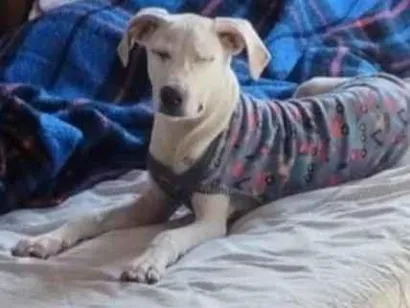 Cachorro raça SRD-ViraLata idade 2 a 6 meses nome sem nome definido 