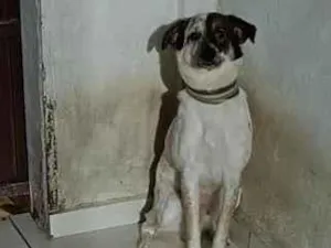 Cachorro raça SRD-ViraLata idade 1 ano nome pit