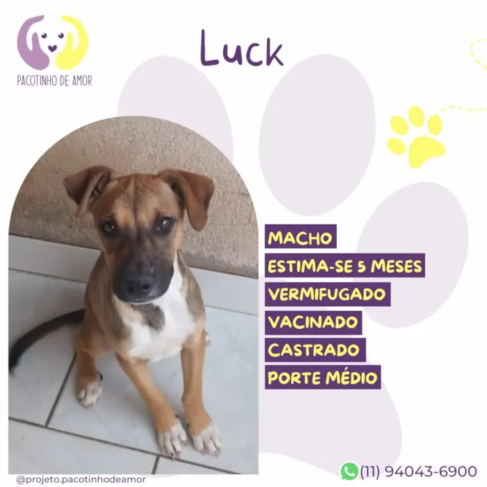 Cachorro raça SRD-ViraLata idade 2 a 6 meses nome Luck