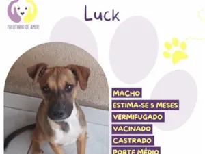 Cachorro raça SRD-ViraLata idade 2 a 6 meses nome Luck