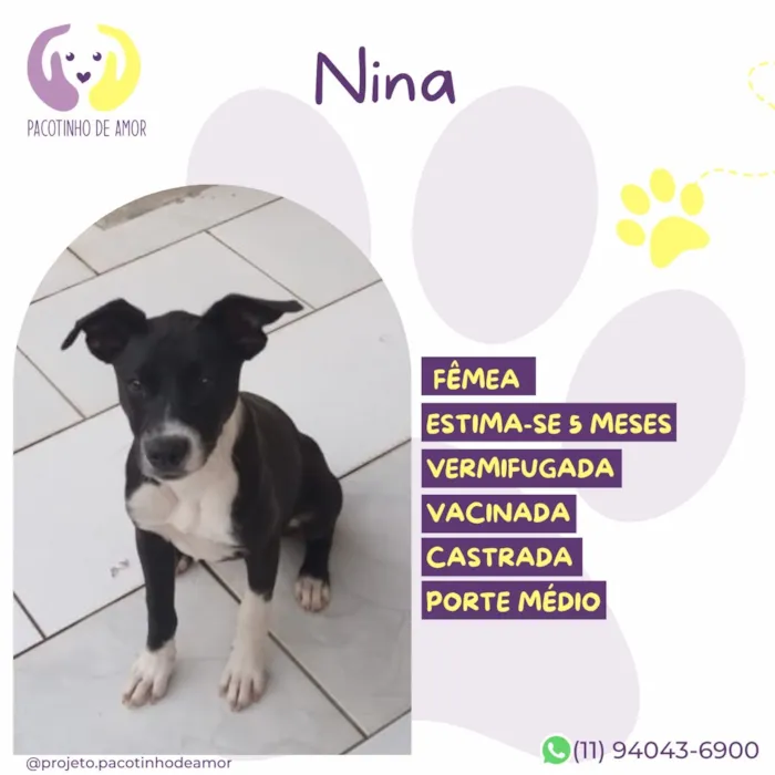 Cachorro raça SRD-ViraLata idade 2 a 6 meses nome Nina