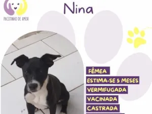 Cachorro raça SRD-ViraLata idade 2 a 6 meses nome Nina