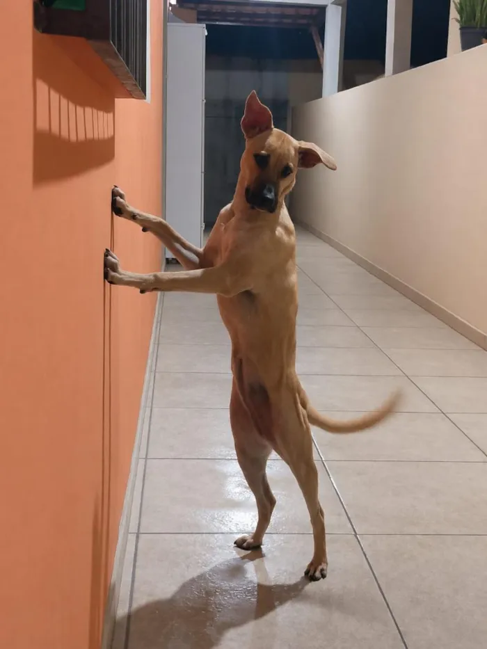 Cachorro raça SRD-ViraLata idade 7 a 11 meses nome Safira 