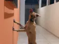 Safira 
