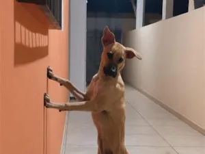 Cachorro raça SRD-ViraLata idade 7 a 11 meses nome Safira 