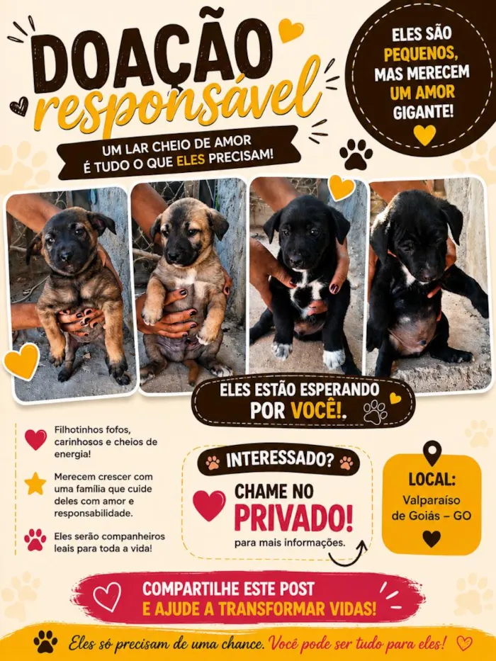 Cachorro raça SRD-ViraLata idade Abaixo de 2 meses nome não tem nomes ainda