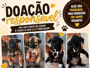 Cachorro raça SRD-ViraLata idade Abaixo de 2 meses nome não tem nomes ainda