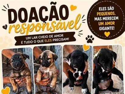Cachorro raça SRD-ViraLata idade Abaixo de 2 meses nome não tem nomes ainda