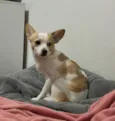 Snoopy 