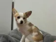 Snoopy 