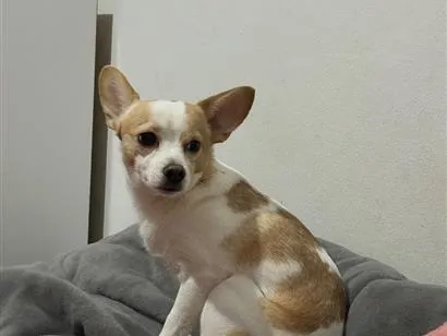 Cachorro raça SRD-ViraLata idade 2 anos nome Snoopy 
