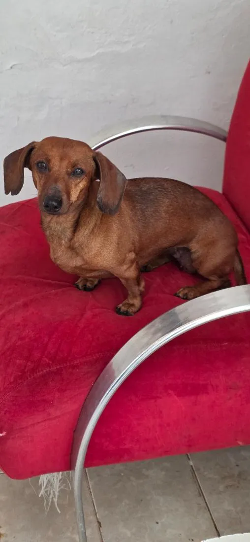 Cachorro raça Basset-Cofap idade 6 ou mais anos nome Ayla