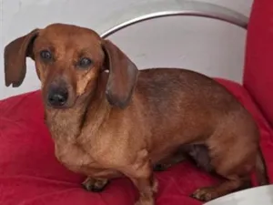 Cachorro raça Basset-Cofap idade 6 ou mais anos nome Ayla