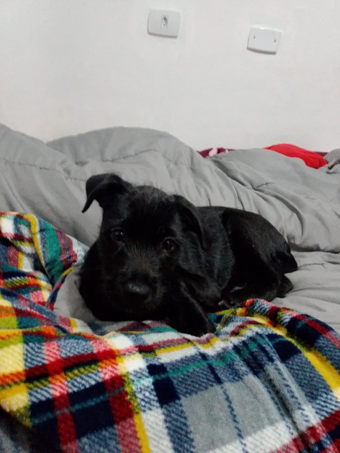 Cachorro raça SRD-ViraLata idade 2 a 6 meses nome Lupin
