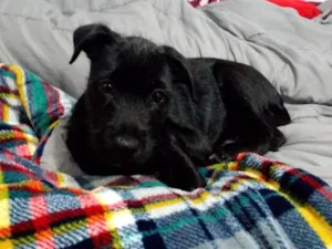 Cachorro raça SRD-ViraLata idade 2 a 6 meses nome Lupin