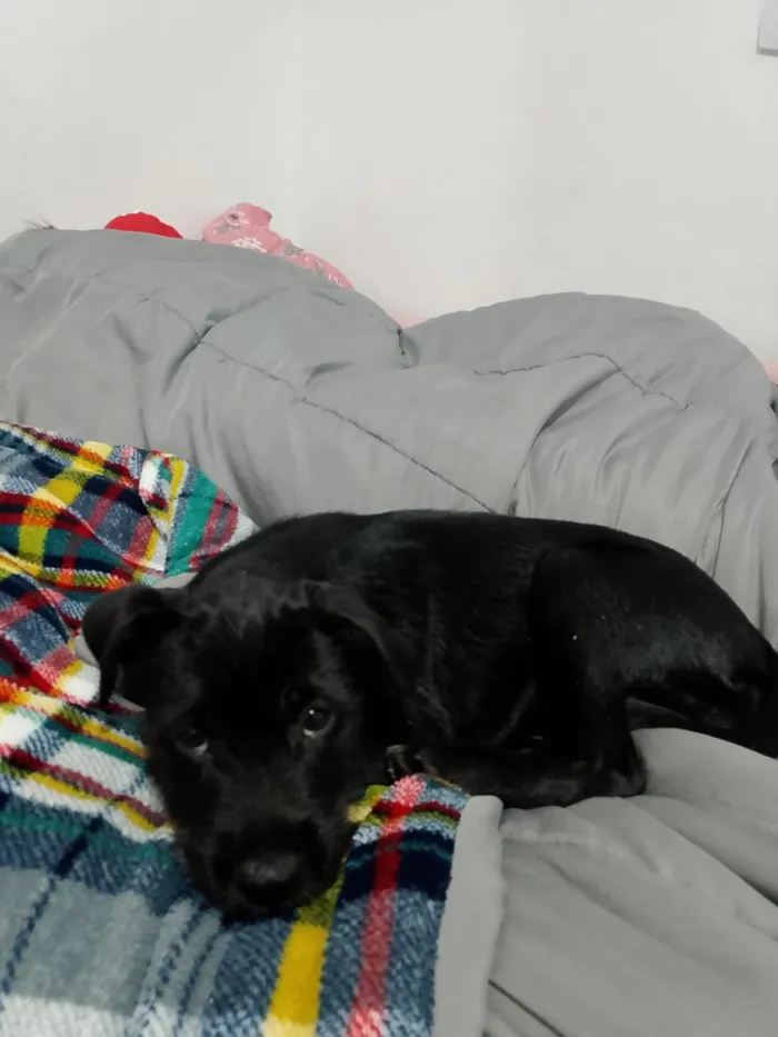 Cachorro raça SRD-ViraLata idade 2 a 6 meses nome Lupin