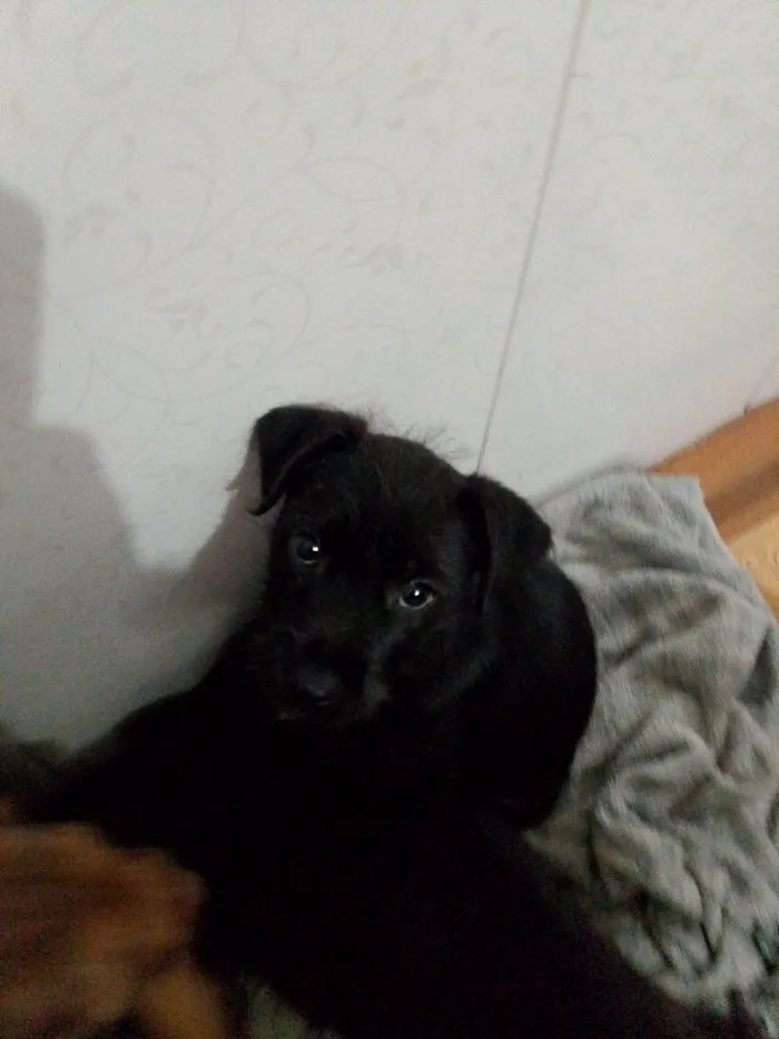Cachorro raça SRD-ViraLata idade 2 a 6 meses nome Lupin