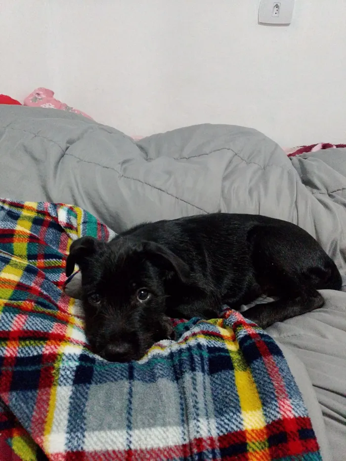 Cachorro raça SRD-ViraLata idade 2 a 6 meses nome Lupin