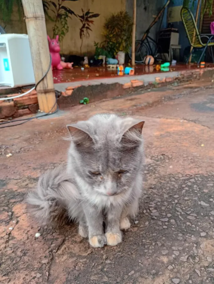 Gato raça SRD-ViraLata idade 2 a 6 meses nome lhuna )