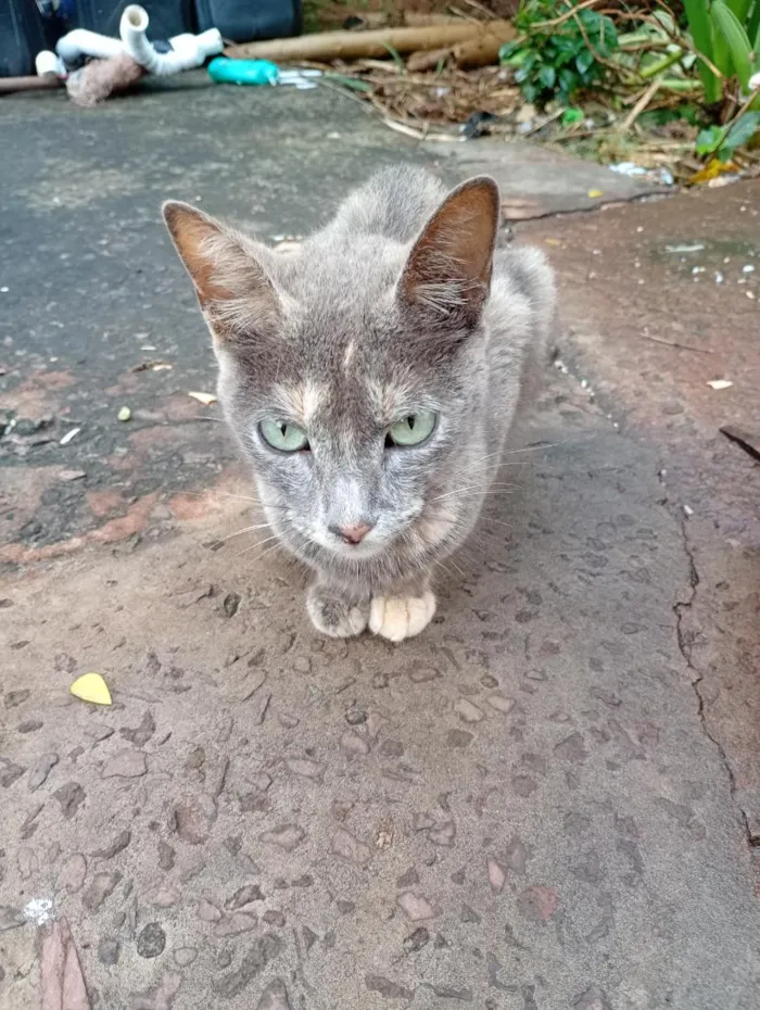 Gato raça SRD-ViraLata idade 2 a 6 meses nome lhuna )