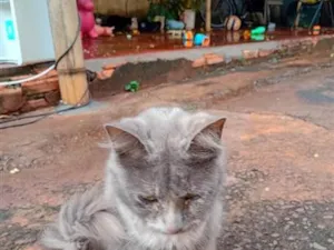 Gato raça SRD-ViraLata idade 2 a 6 meses nome lhuna )