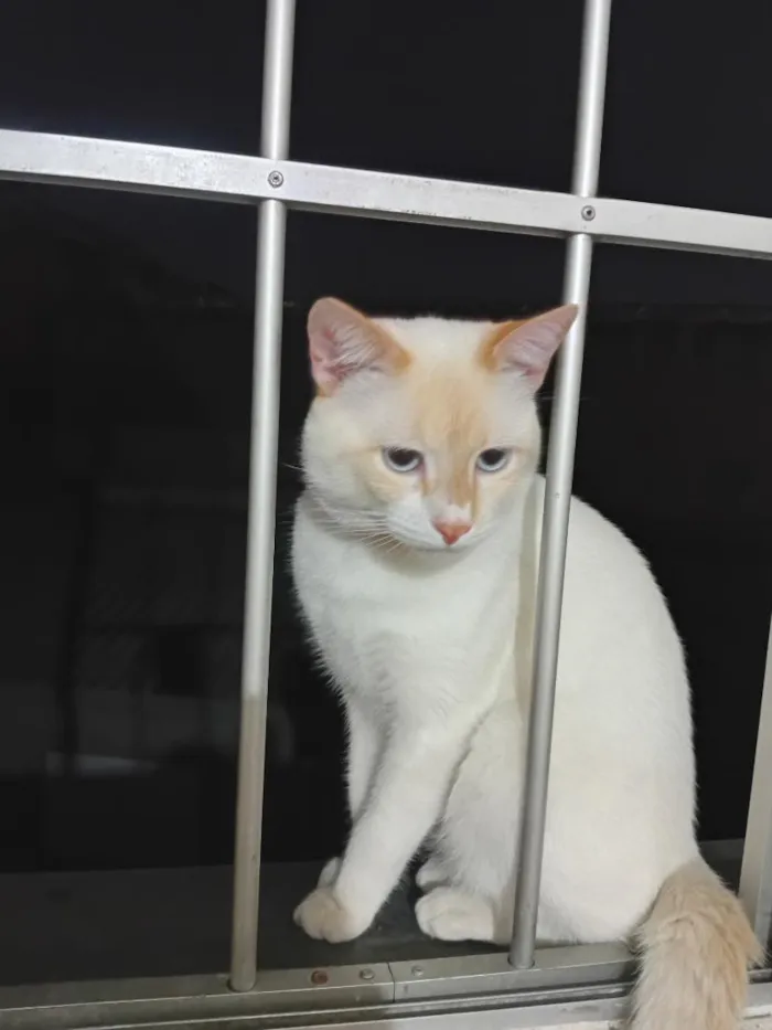 Gato raça SRD-ViraLata idade 7 a 11 meses nome Tom 