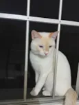 Tom