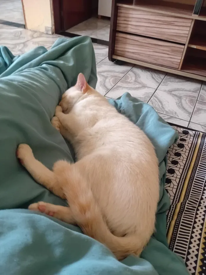 Gato raça SRD-ViraLata idade 7 a 11 meses nome Tom 