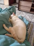 Tom
