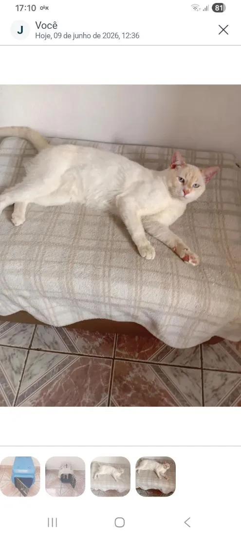Gato raça SRD-ViraLata idade 7 a 11 meses nome Tom 