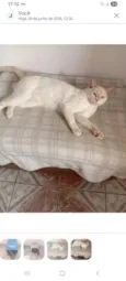 Tom