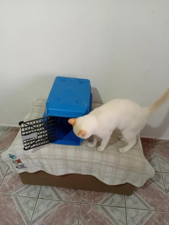 Gato raça SRD-ViraLata idade 7 a 11 meses nome Tom 