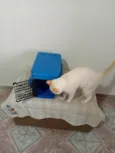 Tom