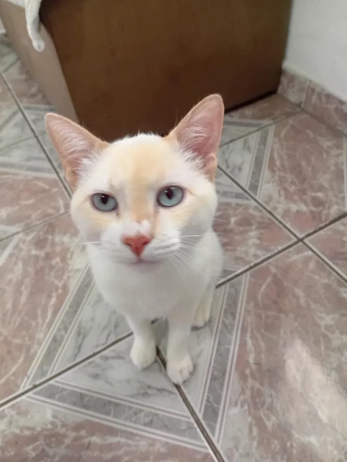Gato raça SRD-ViraLata idade 7 a 11 meses nome Tom 