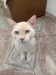 Tom