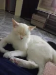 Tom 