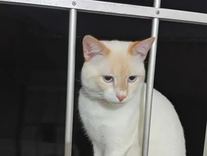 Gato raça SRD-ViraLata idade 7 a 11 meses nome Tom 