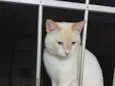 Tom