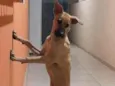 Safira 
