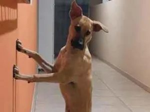 Cachorro raça SRD-ViraLata idade 7 a 11 meses nome Safira 