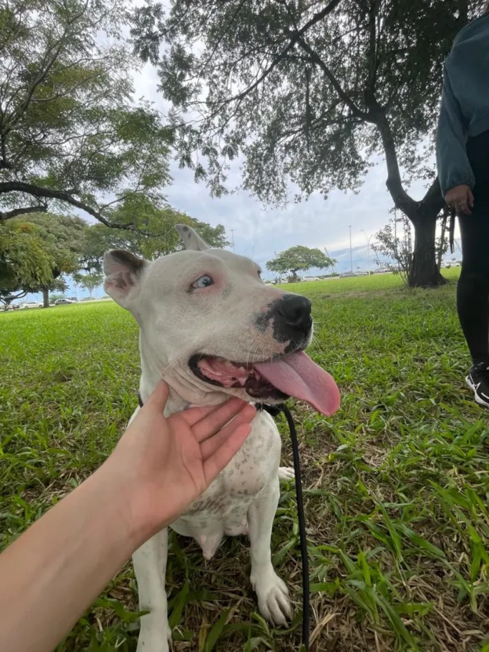 Cachorro raça Pit-Bull idade 2 anos nome Dona