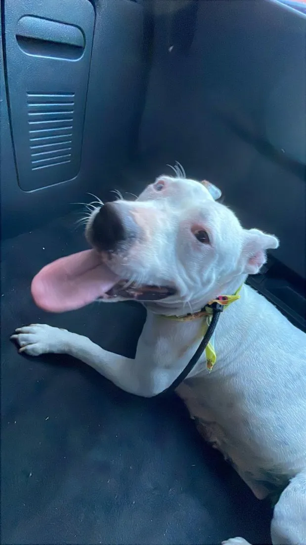 Cachorro raça Pit-Bull idade 2 anos nome Dona